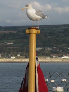 My trusted flying friend